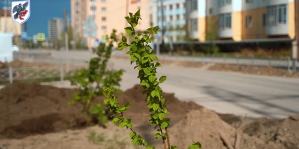 По улице Ильменская в Якутске повреждено новое озеленение