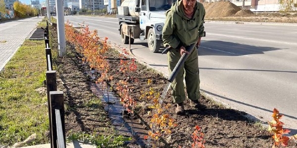 В Якутске начали применять «компенсационное» озеленение