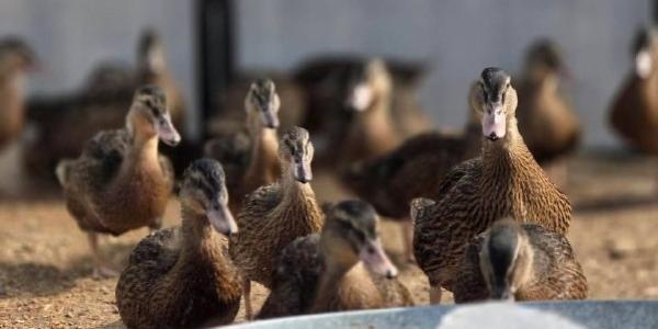 Житель Якутии показал вылупление утят «в прямом эфире»