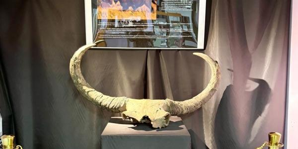 Музейные тайны Якутска: первый экспонат — череп ископаемого быка