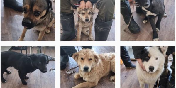 Завтра в Якутске пройдет бесплатная вакцинация кошек и собак