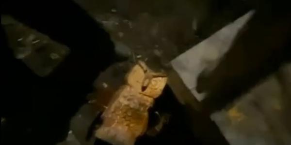 Найдены вандалы, повредившие арт-объект «Сова знаний»