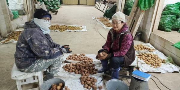Время сажать картошку: советы от якутского агронома, какие сорта выбрать и как посадить для богатого урожая