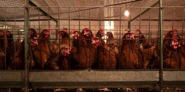Якутская птицефабрика сегодня и завтра продает кур-несушек
