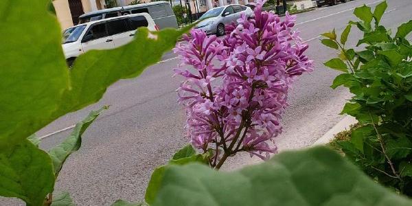 Фотофакт: на проспекте Ленина в Якутске впервые зацвела сирень