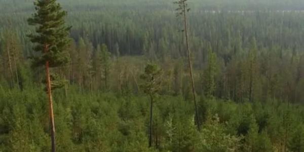 На территории Якутии действуют 6 лесных пожаров