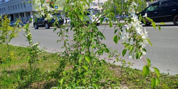 Фотофакт: на проспекте Ленина впервые зацвела яблоня