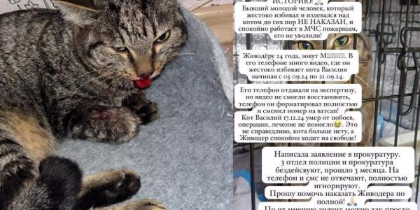 Житель Якутска предстанет перед судом за истязание кота