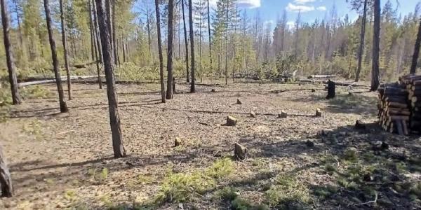 Рубка вне закона: сколько стоит срубить дерево в лесу?