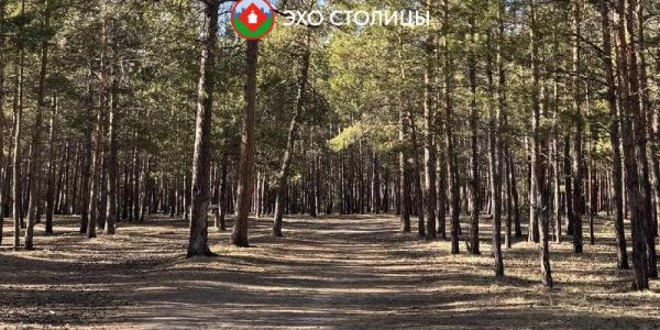 В Якутске появится «модельный лес» для практики студентов