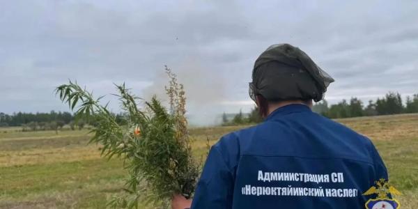 В Якутии уничтожено восемь тонн дикорастущей конопли