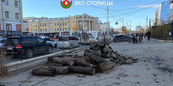 Количество выкорчеванных в Якутске пней возросло до 2370