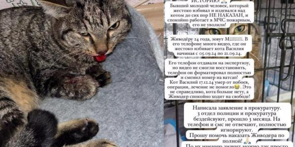 Мужчину, истязавшего кота, приговорили к исправительным работам