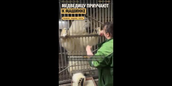 Видео: как медведицу Хаарчаану приучают к стрижке шерсти