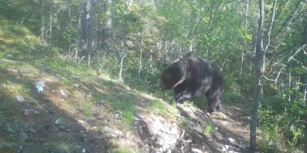 На Ленских столбах решили отстреливать бурых медведей из-за угрозы людям