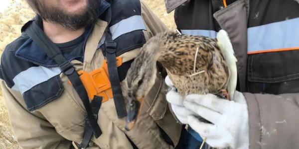 Фотофакт: во время покоса камыша на Белом озере спасли утку