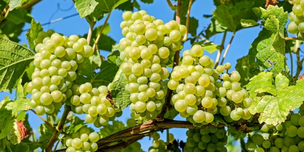 На виноград введут акцизы