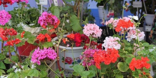 В Якутске открывается ярмарка цветов