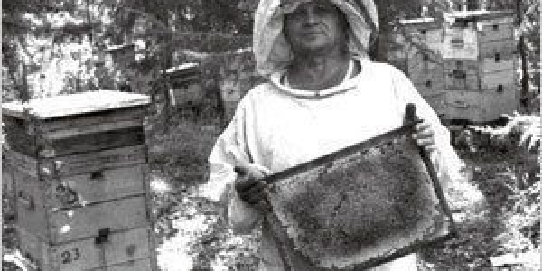 Хранитель якутского мёда