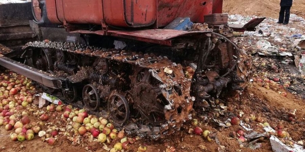 Уничтожены опасные яблоки