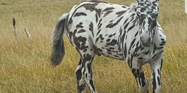 Жеребенка с окрасом зебры из Намцев продадут на аукционе 