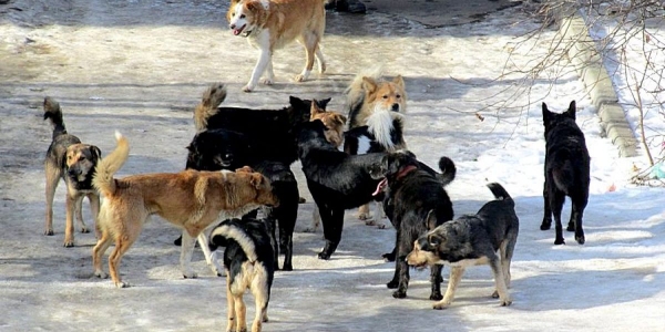 Жители Гагаринского округа Якутска просят разобраться с бродячими собаками 