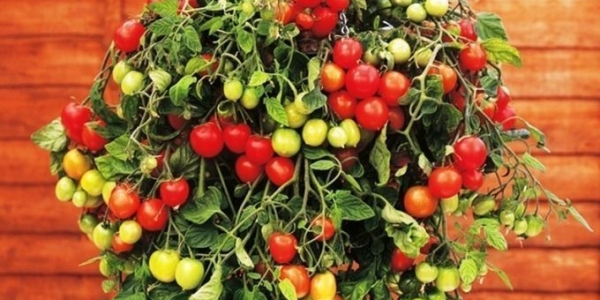 Необычные способы выращивания томатов