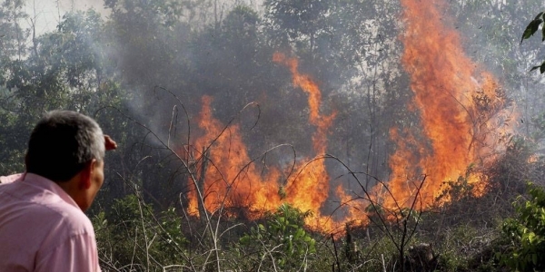 Поджигатели лесов предстанут перед судом