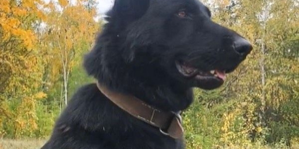Служебная собака помогла задержать вора в Якутске 