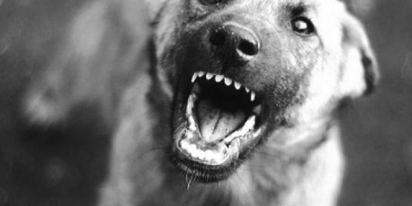 Бродячие собаки: как защититься и куда жаловаться?
