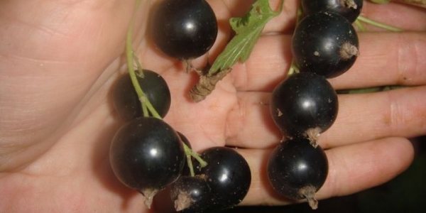 В Якутии вывели два сорта черной смородины
