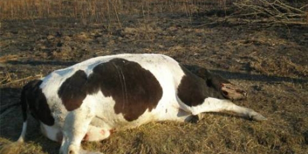 44 коровы погибли от отравления