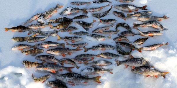 Городской чемпионат  по подледной рыбалке пройдет В Тулагино-Кильдямском наслеге