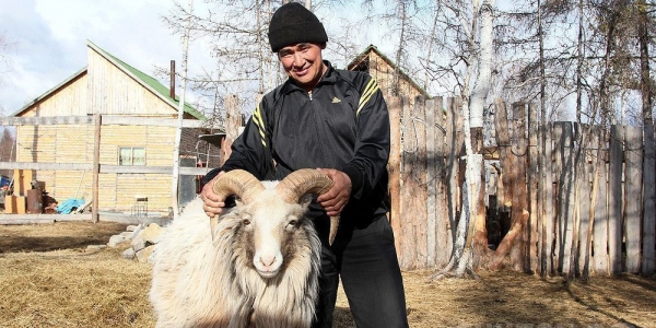 Овчубуки – будущее сельского хозяйства Якутии