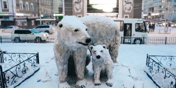 В центре Якутска появилась семья белых медведей
