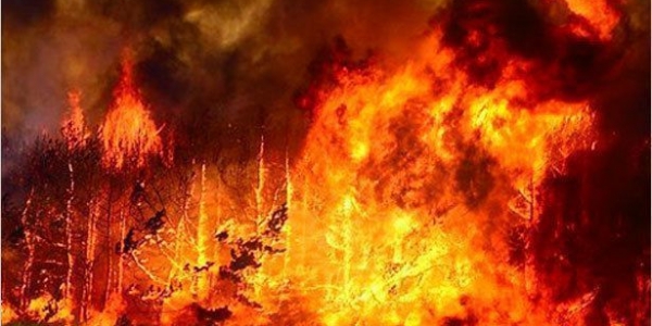 В городских лесах Якутска локализованы 5 пожаров
