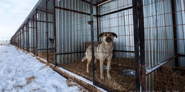 В Якутске отловлено 3 тысячи собак и кошек