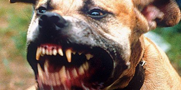 Смерть в челюстях собаки