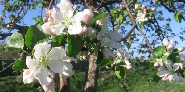 В Якутске зацветут яблони: для озеленения столицы разработан дендроплан