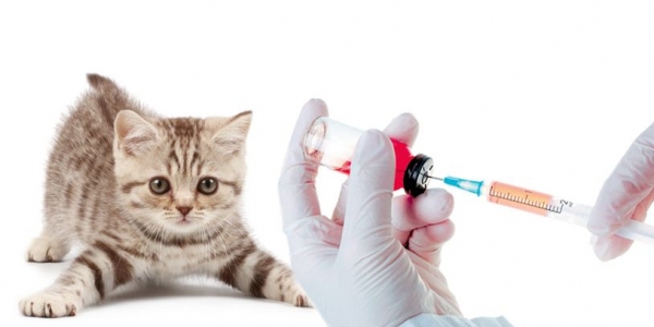 31 марта в Якутске стартует бесплатная вакцинация животных