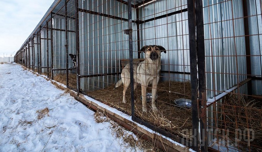 За три месяца в Якутске отловлено 475 бродячих собак