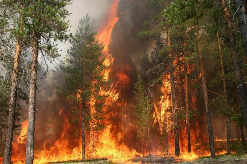 В Якутии введен режим чрезвычайной ситуации из-за лесных пожаров