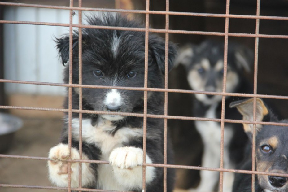 В Якутске наблюдается сезонный рост количества бездомных собак