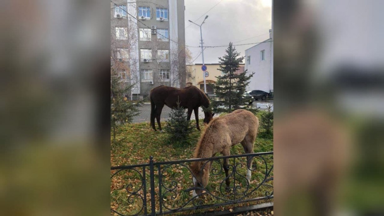 В Якутске планируют организовать штрафстоянку для лошадей