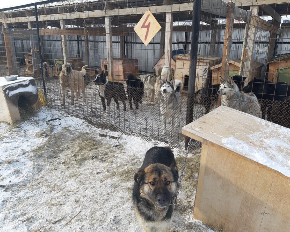 Депутатские слушания о внесении поправок в закон об ответственном обращении с животными пройдут в Якутске