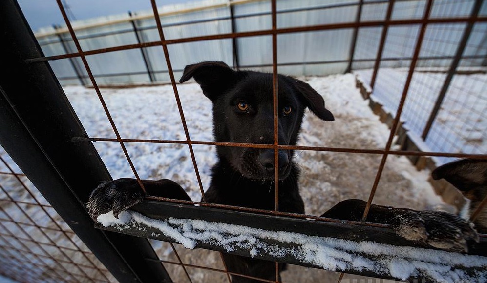 Количество обращений по отлову собак снизилось в Якутске