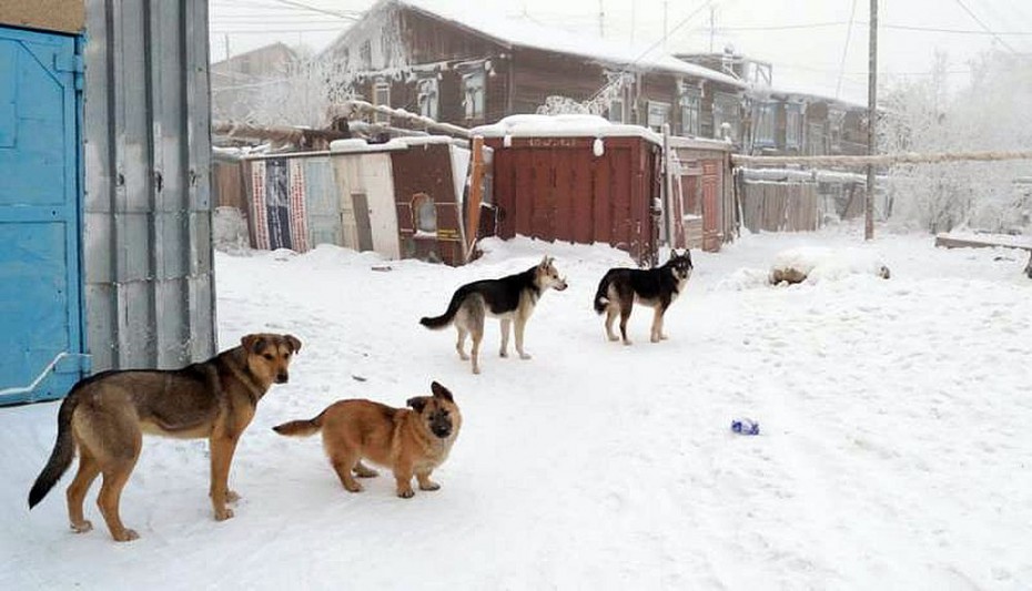 В Якутии начнут штрафовать за выброшенных на улицу домашних животных