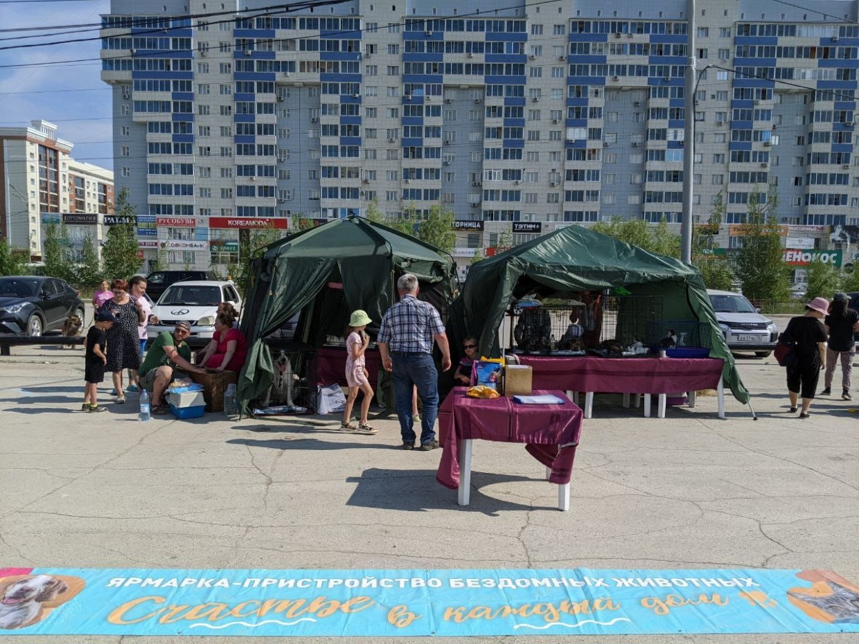 В Якутске провели ярмарку-пристройство бездомных животных
