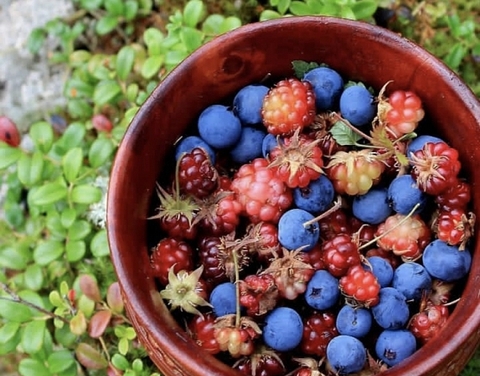 В Якутии установлены сроки сбора ягод и плодов