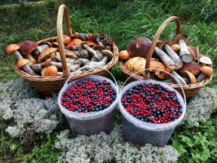 Сбор ягод и грибов — любимое занятие для многих якутян
